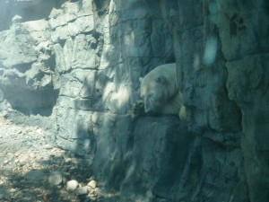 1polar