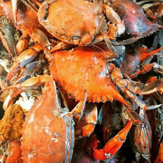 crabs